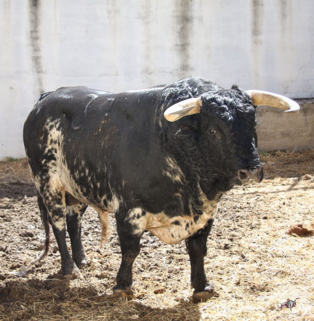 Torrejón de Ardoz (Madrid) - Corrida de toros - Sorteo - Domingo 17 de junio de 2018