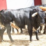 Torrejón de Ardoz (Madrid) - Corrida de toros - Sorteo - Domingo 17 de junio de 2018