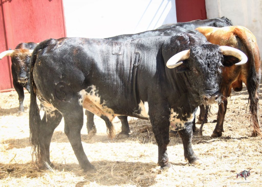 Torrejón de Ardoz (Madrid) - Corrida de toros - Sorteo - Domingo 17 de junio de 2018