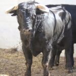 Torrejón de Ardoz (Madrid) - Corrida de toros - Sorteo - Domingo 17 de junio de 2018