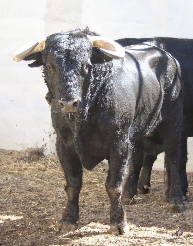 Torrejón de Ardoz (Madrid) - Corrida de toros - Sorteo - Domingo 17 de junio de 2018
