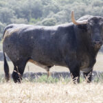 Los toros de Adolfo Martín para la Feria de San Isidro 2018