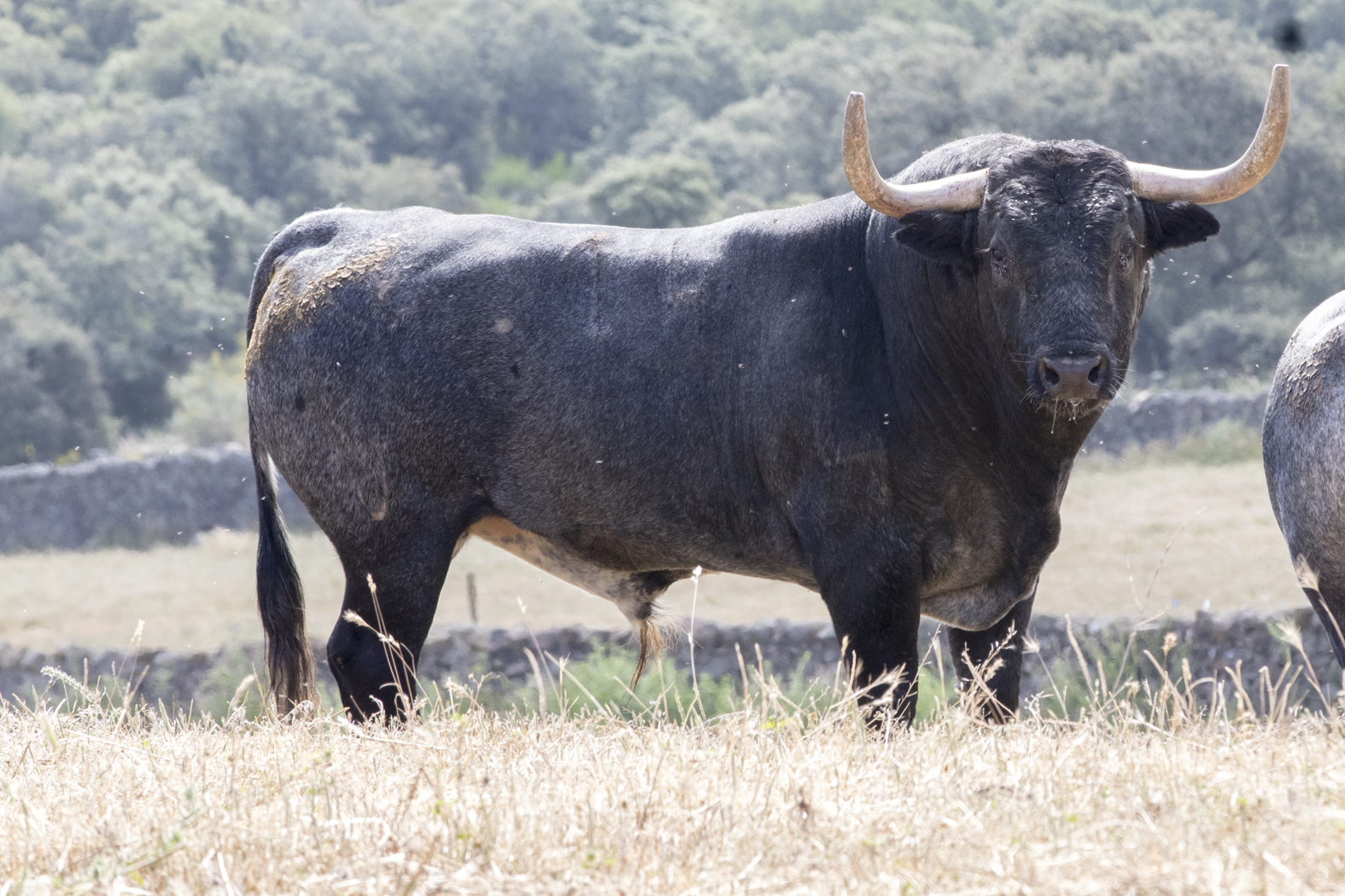 Los toros de Adolfo Martín para la Feria de San Isidro 2018