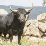 Los toros de Adolfo Martín para la Feria de San Isidro 2018