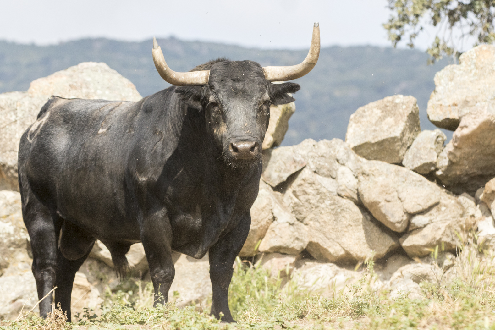 Los toros de Adolfo Martín para la Feria de San Isidro 2018