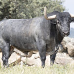 Los toros de Adolfo Martín para la Feria de San Isidro 2018
