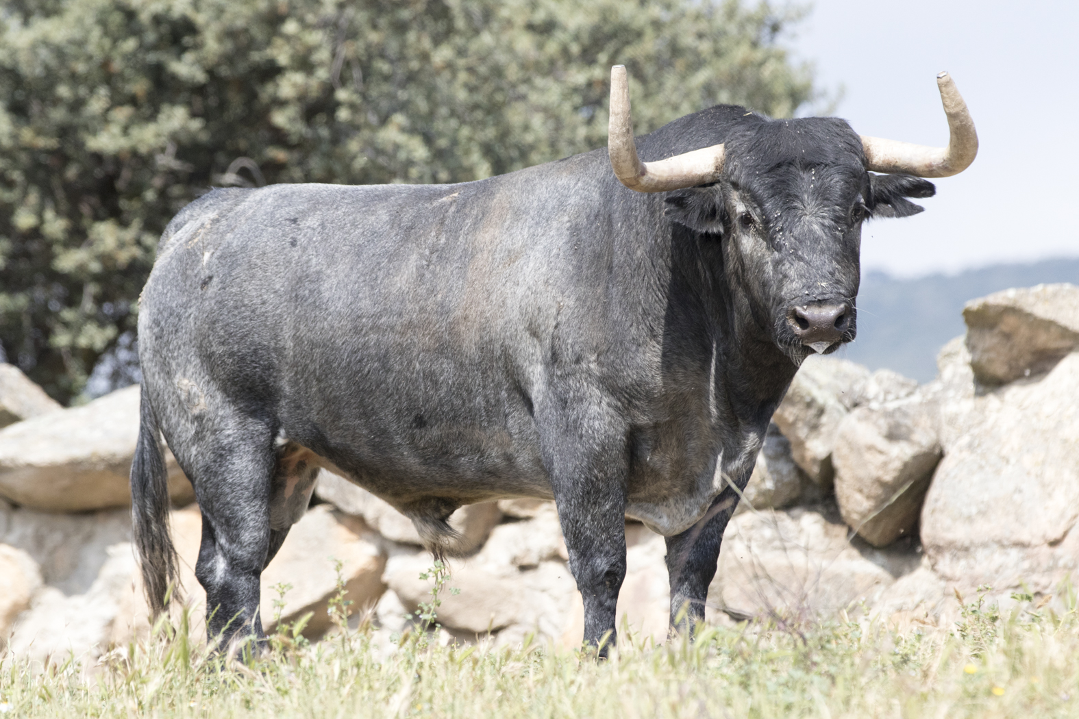 Los toros de Adolfo Martín para la Feria de San Isidro 2018