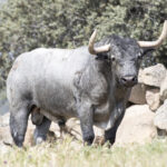 Los toros de Adolfo Martín para la Feria de San Isidro 2018