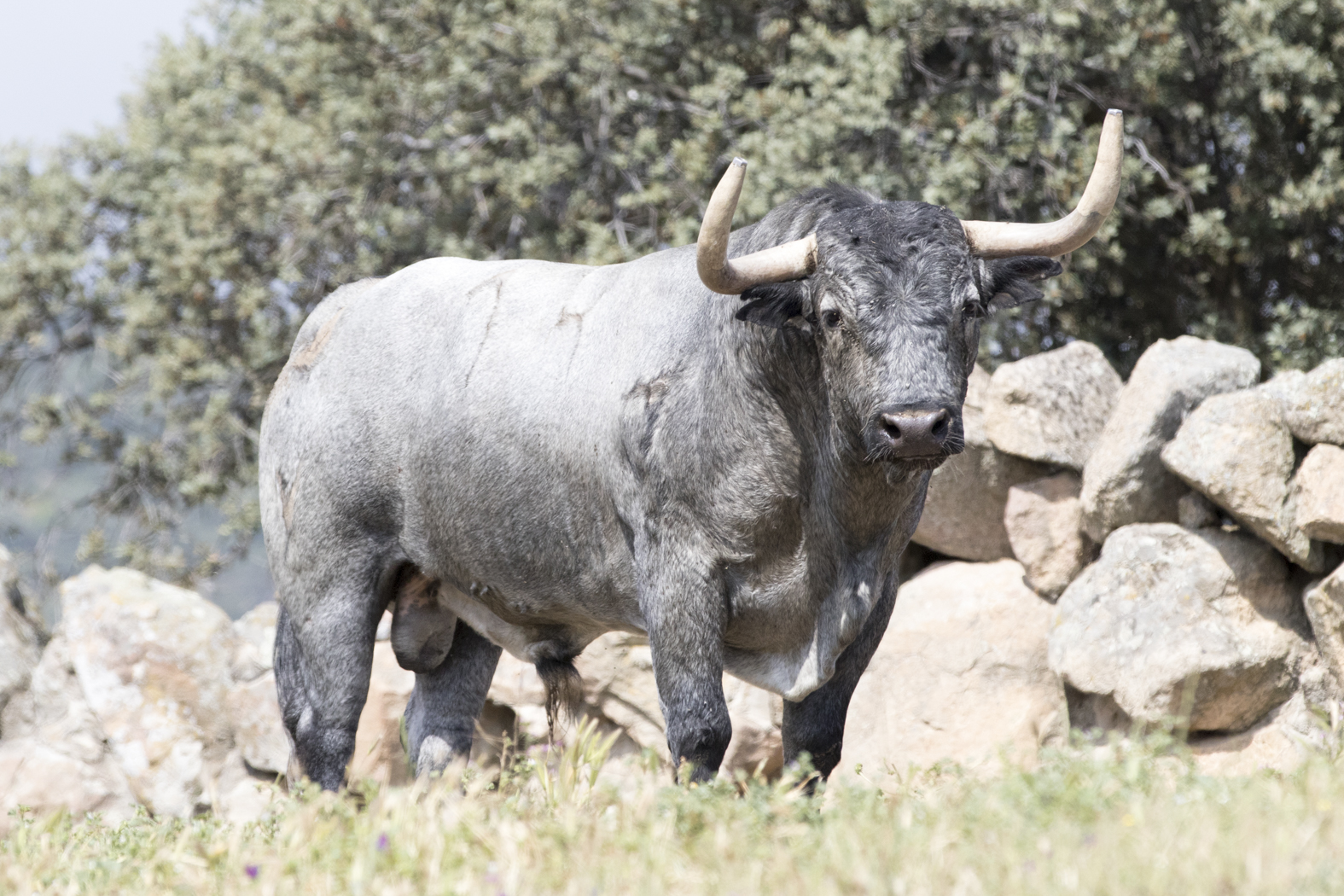 Los toros de Adolfo Martín para la Feria de San Isidro 2018
