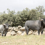 Los toros de Adolfo Martín para la Feria de San Isidro 2018