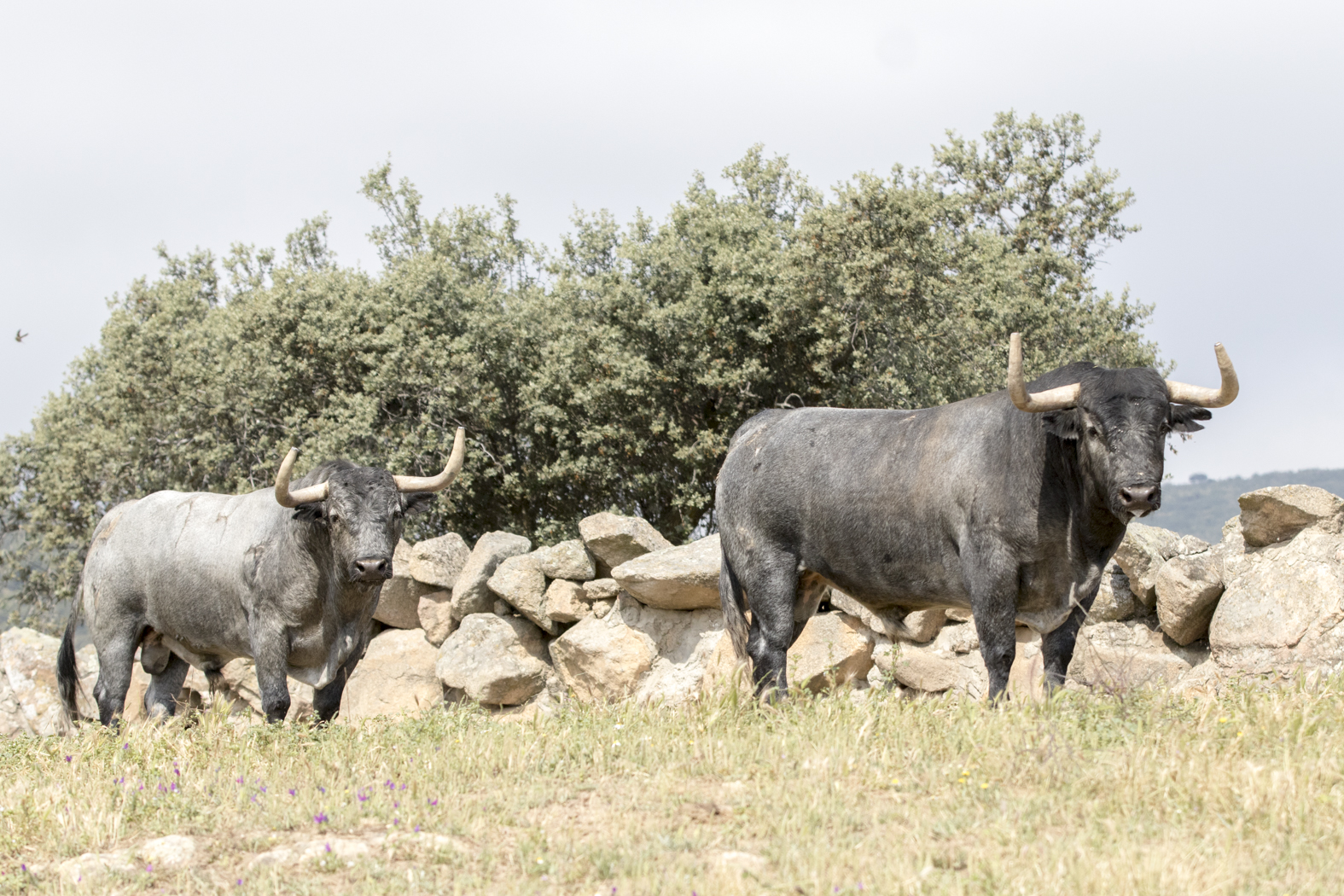 Los toros de Adolfo Martín para la Feria de San Isidro 2018