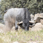 Los toros de Adolfo Martín para la Feria de San Isidro 2018