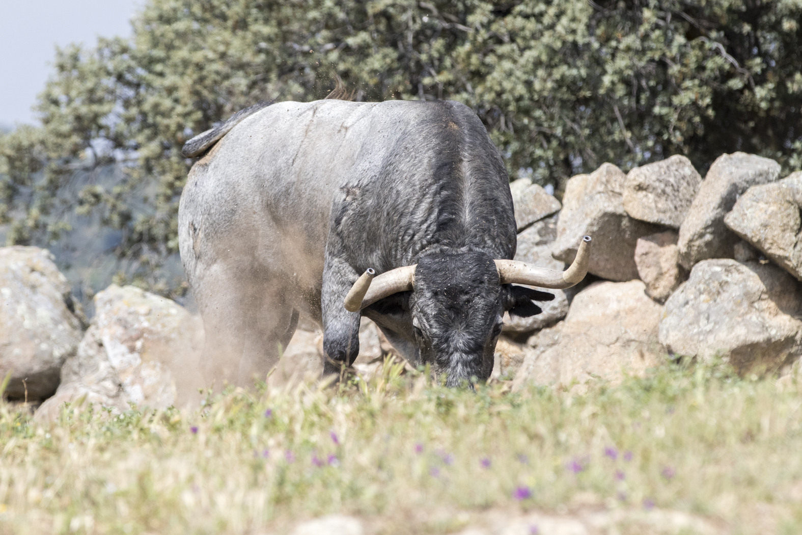 Los toros de Adolfo Martín para la Feria de San Isidro 2018