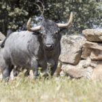 Los toros de Adolfo Martín para la Feria de San Isidro 2018