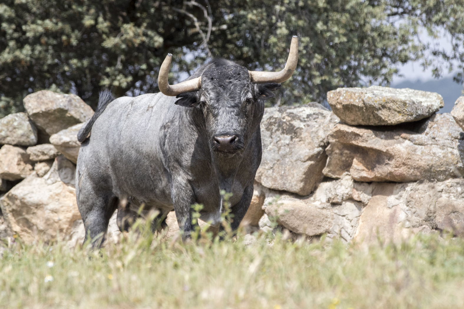 Los toros de Adolfo Martín para la Feria de San Isidro 2018