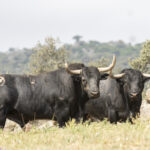 Los toros de Adolfo Martín para la Feria de San Isidro 2018