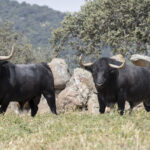 Los toros de Adolfo Martín para la Feria de San Isidro 2018