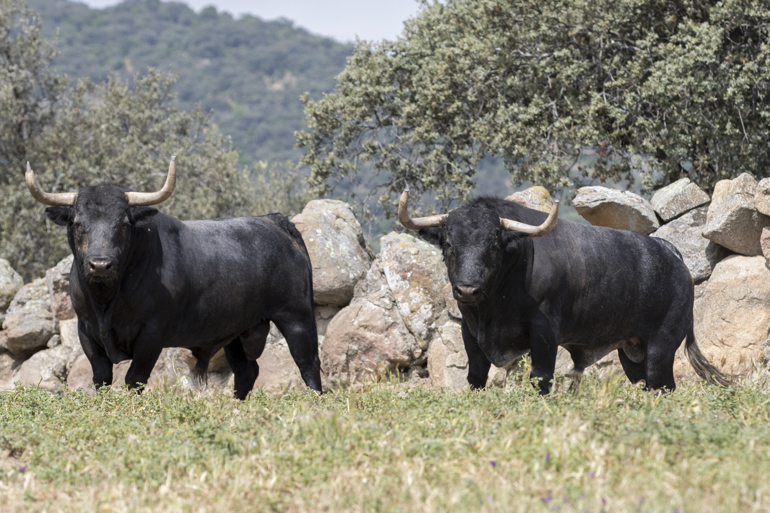 Los toros de Adolfo Martín para la Feria de San Isidro 2018