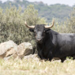 Los toros de Adolfo Martín para la Feria de San Isidro 2018