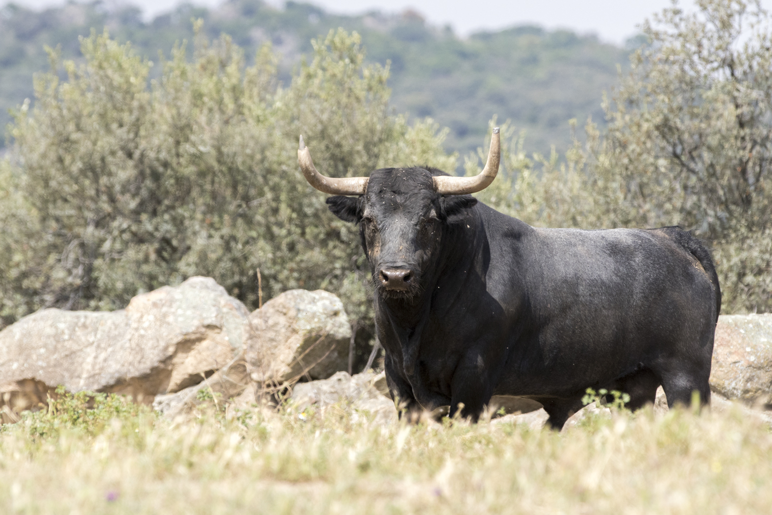 Los toros de Adolfo Martín para la Feria de San Isidro 2018