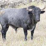 Los toros de Adolfo Martín para la Feria de San Isidro 2018