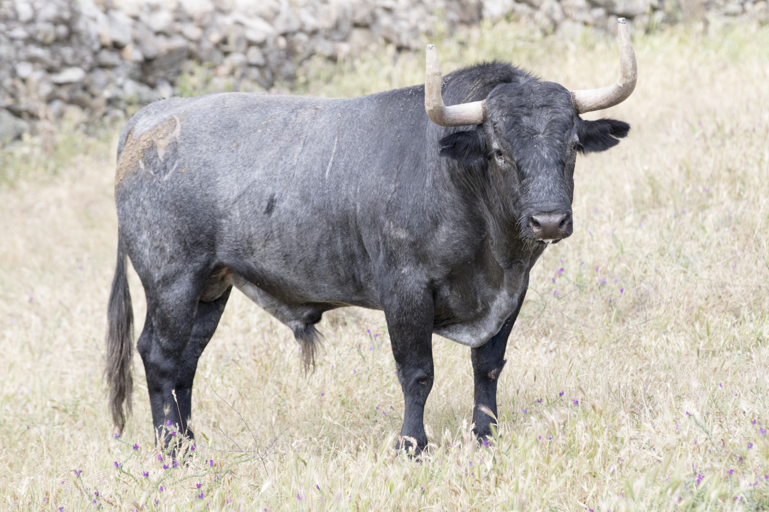 Los toros de Adolfo Martín para la Feria de San Isidro 2018