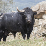 Los toros de Adolfo Martín para la Feria de San Isidro 2018