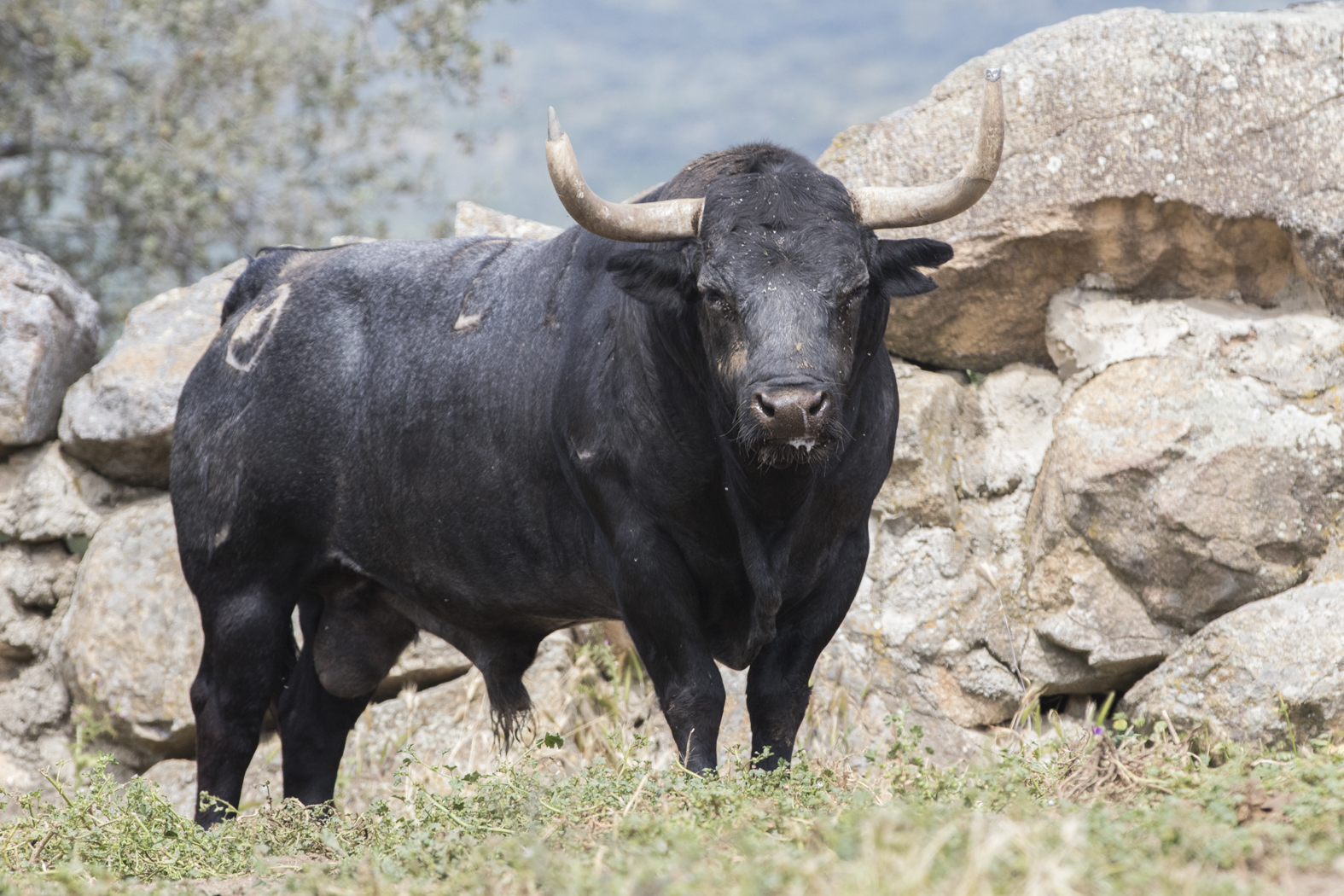 Los toros de Adolfo Martín para la Feria de San Isidro 2018