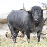 Los toros de Adolfo Martín para la Feria de San Isidro 2018