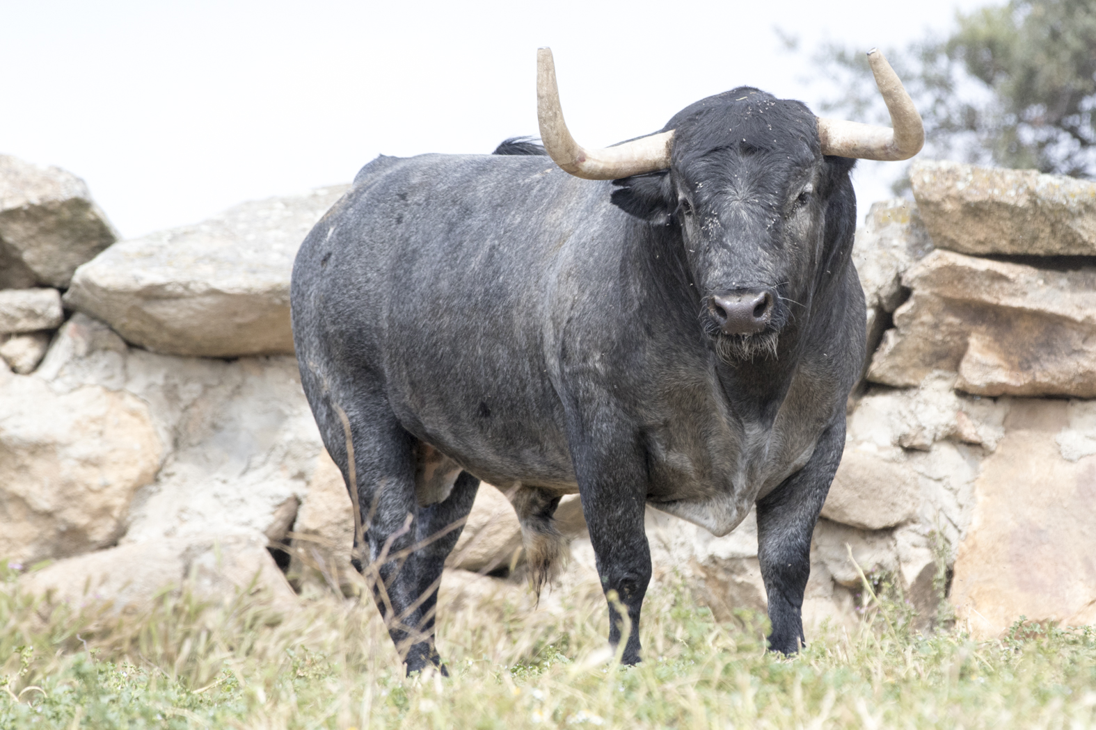 Los toros de Adolfo Martín para la Feria de San Isidro 2018