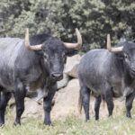 Los toros de Adolfo Martín para la Feria de San Isidro 2018