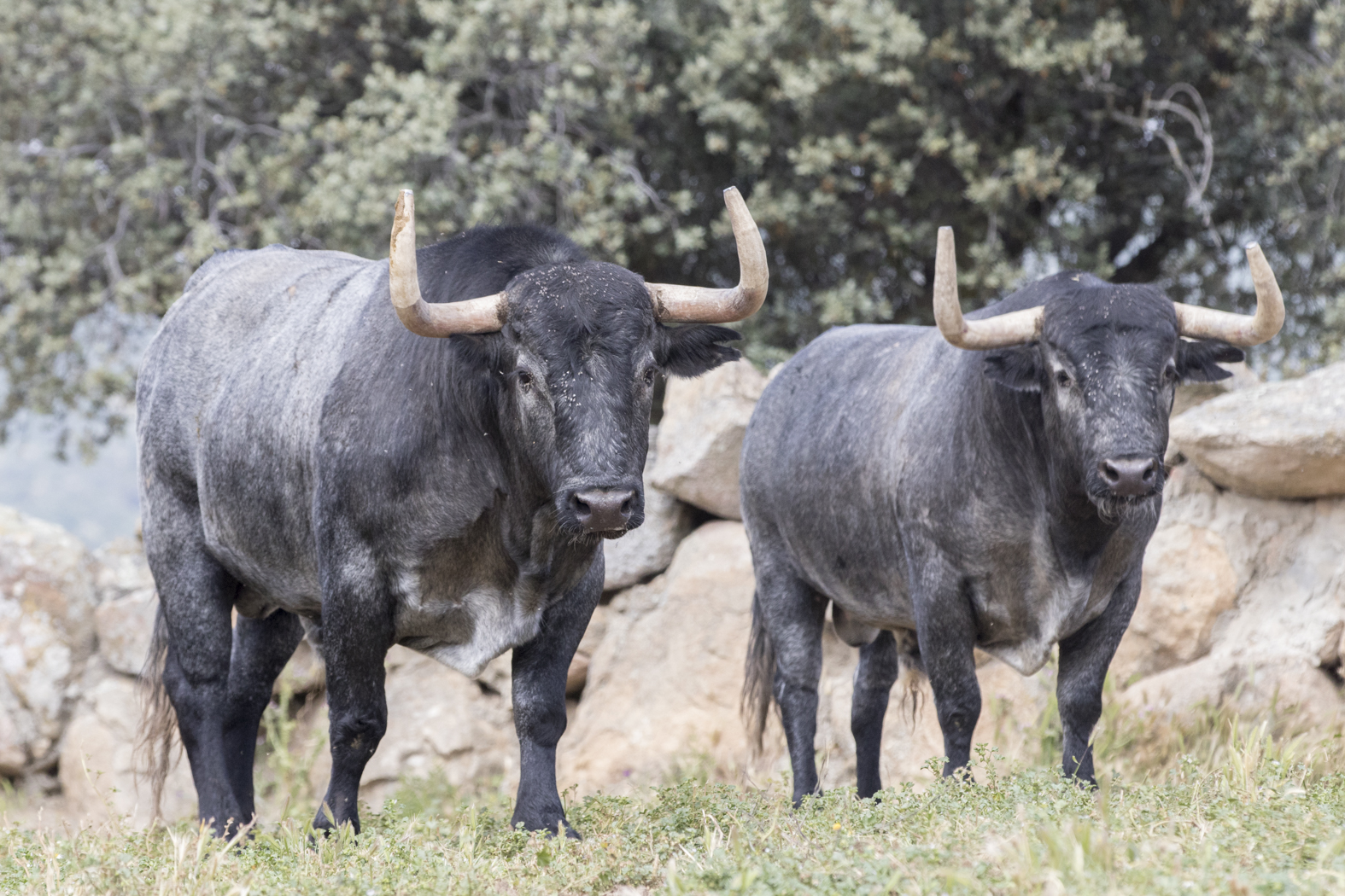 Los toros de Adolfo Martín para la Feria de San Isidro 2018