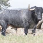 Los toros de Adolfo Martín para la Feria de San Isidro 2018