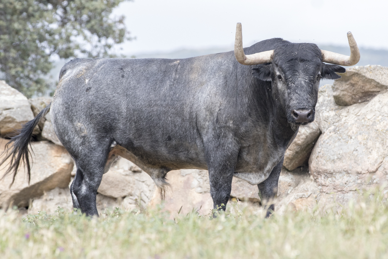 Los toros de Adolfo Martín para la Feria de San Isidro 2018
