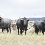 Los toros de Adolfo Martín para la Feria de San Isidro 2018