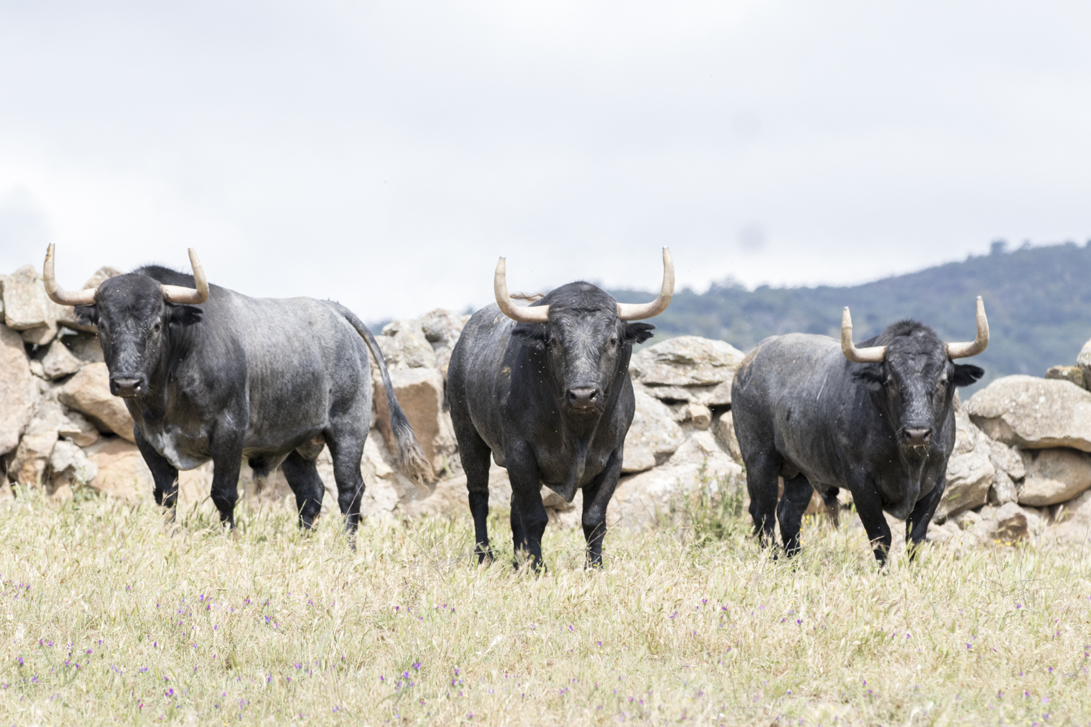 Los toros de Adolfo Martín para la Feria de San Isidro 2018