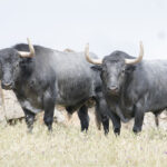 Los toros de Adolfo Martín para la Feria de San Isidro 2018