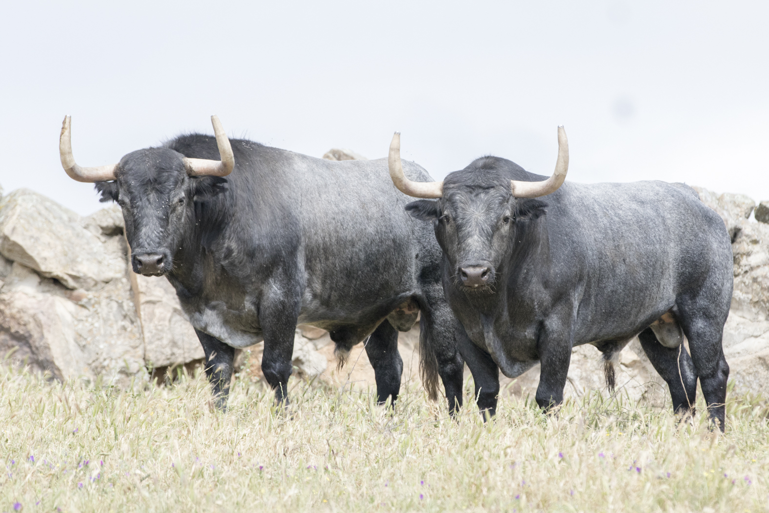 Los toros de Adolfo Martín para la Feria de San Isidro 2018