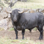 Los toros de Adolfo Martín para la Feria de San Isidro 2018