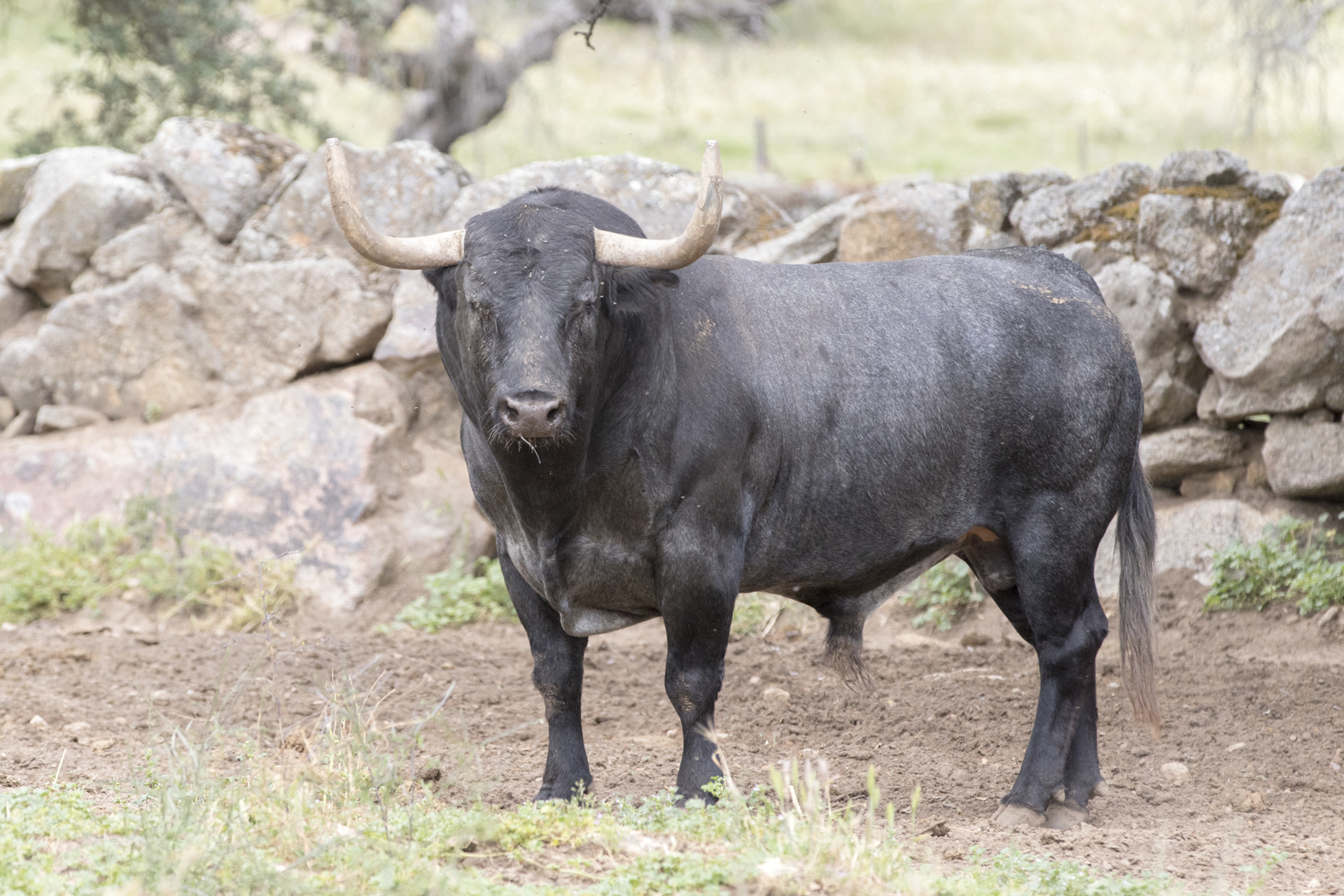 Los toros de Adolfo Martín para la Feria de San Isidro 2018