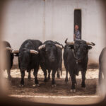 Alicante, 21 de junio de 2018. Toros de Luis Algarra