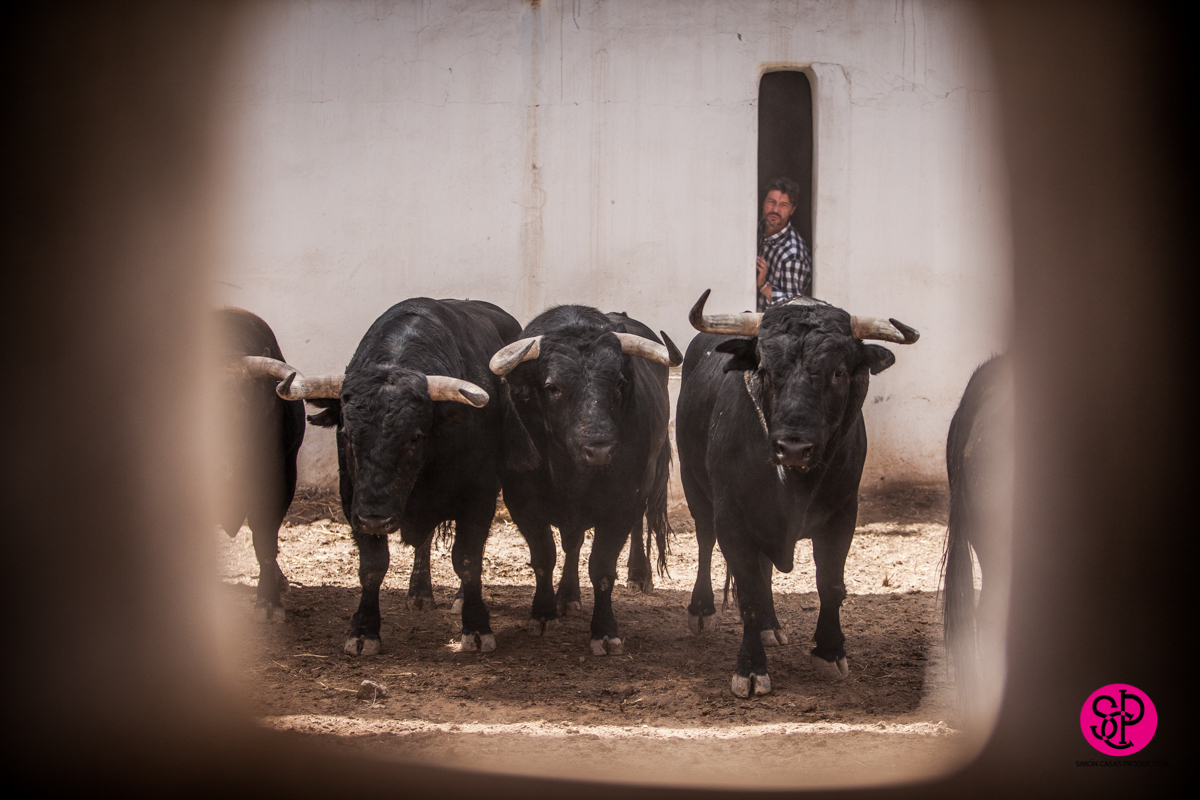 Alicante, 21 de junio de 2018. Toros de Luis Algarra