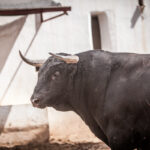 Alicante, 21 de junio de 2018. Toros de Luis Algarra
