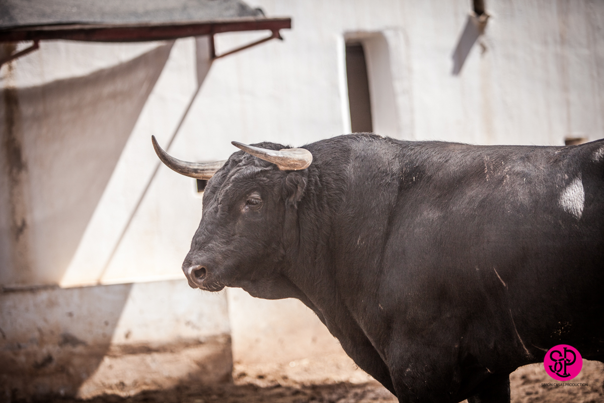 Alicante, 21 de junio de 2018. Toros de Luis Algarra