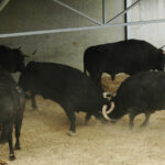 Pamplona - Toros del Puerto de San Lorenzo para el 7 de junio de 2018