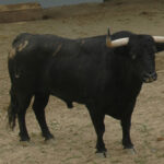 Pamplona - Toros del Puerto de San Lorenzo para el 7 de junio de 2018