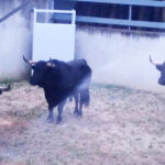 Pamplona - Toros del Puerto de San Lorenzo para el 7 de junio de 2018