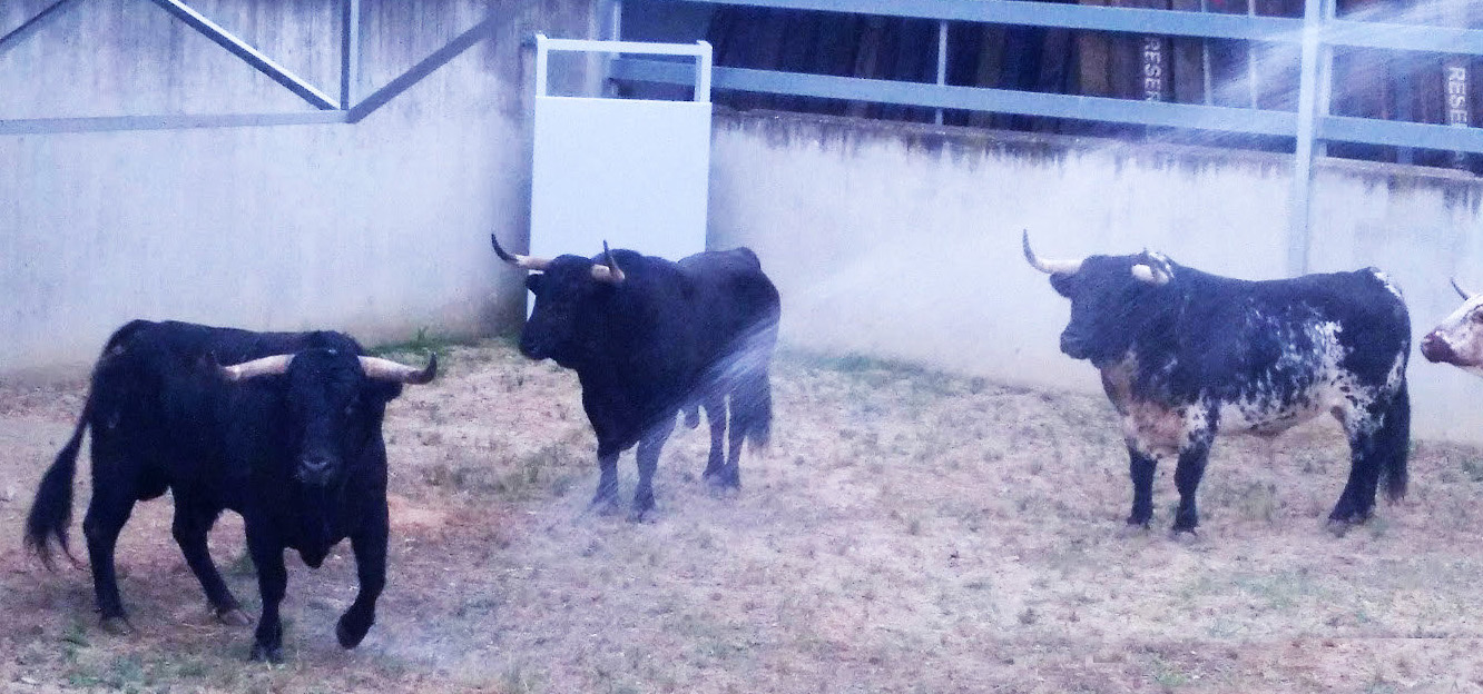 Pamplona - Toros del Puerto de San Lorenzo para el 7 de junio de 2018