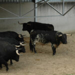 Pamplona - Toros del Puerto de San Lorenzo para el 7 de junio de 2018