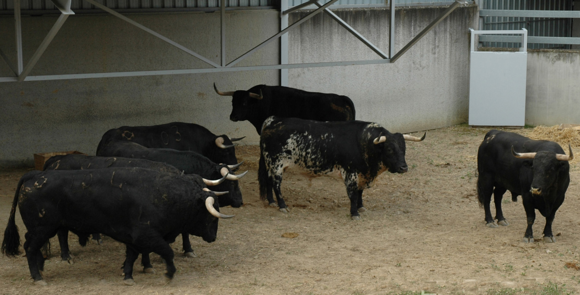 Pamplona - Toros del Puerto de San Lorenzo para el 7 de junio de 2018